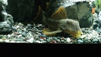 L14 SUNSHINE PLECO FOR SALE £175 ono