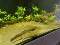 Ornate Bichir 14-16inch