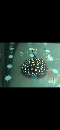 Female black diamond ray