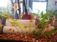 Albino bristlenose short and longfin