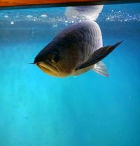 Stunning Red Tail Golden (HBRTG) Arowana 39cm/15inch £900 - London, Hackney