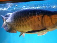 Stunning Red Tail Golden (HBRTG) Arowana 39cm/15inch £900 - London, Hackney