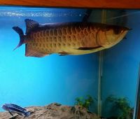 Stunning Red Tail Golden (HBRTG) Arowana 39cm/15inch £900 - London, Hackney