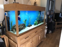 5ft solid light oak tank +