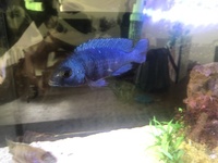 Placidochromis phenochilus Tanzania