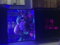 Marine fish tank - ecotech Radion g4 aquatronica ‘ maxspect now breaking