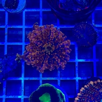 Selling coral frag