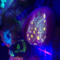 Chalice (lps)Coral frag for sale