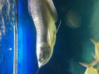 Silver Arowana