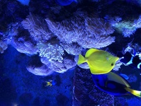 Zenia & Waving Hand Soft Coral