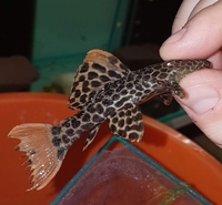 Wild caught plecs Plymouth