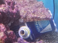 MARINE FISH AND CORALS IN TMC SIGNATURE 600 COMPLETE REEF SYSTEM - OFFERS OVER £150.00