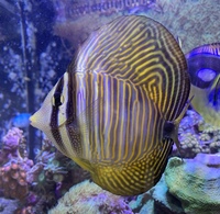 Sailfin Tang