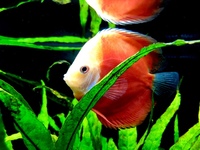 Discus for sale YORK