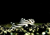 3 tank bred L046 ZEBRA PLECO YORK