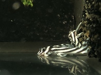 3 tank bred L046 ZEBRA PLECO YORK