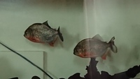 Piranhas x2