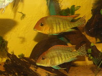 BARGAIN-Open to offers-all must go-SALE--Geophagus,Angelfish South American Cichlids collection for sale in Leeds