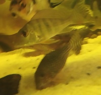 BARGAIN-Open to offers-all must go-SALE--Geophagus,Angelfish South American Cichlids collection for sale in Leeds