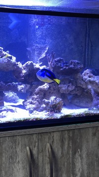 Regal tang 4-5inch