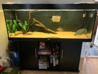 Juwel Rio 400 Full Set up with large silver arowana & more