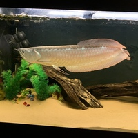 Juwel Rio 400 Full Set up with large silver arowana & more