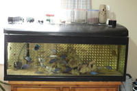 fish and tank