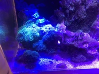 Soft coral live rock