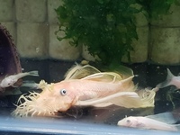 Longfin Lemon Bristlenoses + Albino Corys + Blue leopard ramshorn snails