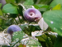 Longfin Lemon Bristlenoses + Albino Corys + Blue leopard ramshorn snails