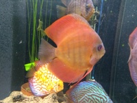 Discus