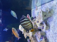 Marine sailfin tang