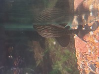 L091 royal pleco 5 inches £30