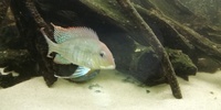 South American Cichlids