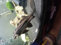 Pleco for sale