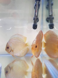 Stunning breeding pair leopard snakeskin discus