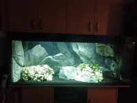 5ft fish tank