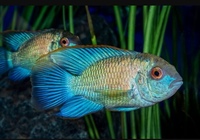 Electric Blue Acara