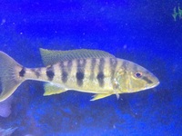 boulengerochromis microlepis wild pair emperor cichlid