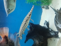 3 gars for sale