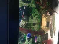 Bettas, corys, endlers, tetras