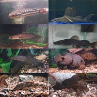 Various predator oddball and L number pleco for sale