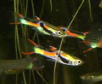 20x [Adult] Pure Black Bar Endlers. US imported strain. St Albans