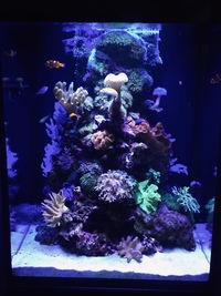 Marine Aquarium