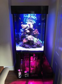 Live Marine Corals & Fish in Marine Aquarium