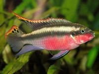 FINISHING ON EBAY TONIGHT---Proven breeding pair of Kribensis(Pelvicachromis pulcher) red Cichlid + 10 youngsters (1inch) in Leeds- £20 for a lot for quick sale