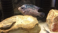 Flowerhorn female