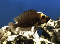 3-4” Calvus Cichlid - tan and black