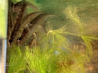 Channa stewartii snakehead fry - 8 for £25