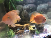 2 x large parrot fish